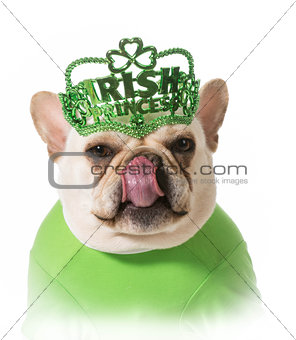 St Patricks Day dog