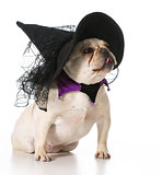 dog dressed like a witch