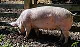 Pig digging in mud