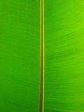 close-up of green plant leaf