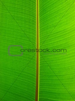 close-up of green plant leaf
