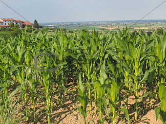 Monferrato corn field