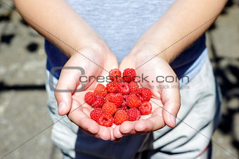 Hands of the child with ripe raspberry