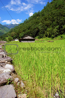 Rice fields and freshwate. Himalayan landscape