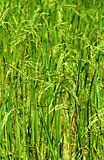Green rice field texture wallpaper