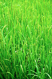 Green rice field 