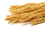 Sheaf Golden Wheat Ears