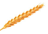 Golden Wheat Ears