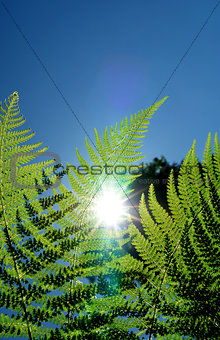 Fern leaf detail in sunlight background