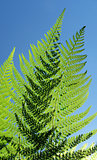 Fern leaf detail