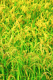 Green rice field texture wallpaper