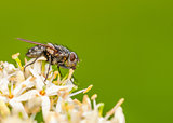 Fly On a Flower 
