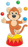 Circus monkey