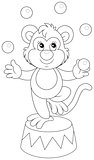 Circus monkey