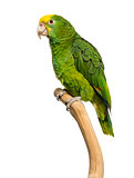 Double Yellow-headed Amazon (6 months old) perched on a branch, 