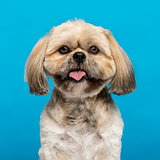 Close-up of a Shih Tzu (3 years old)