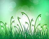 Summer meadow background with snowdrops