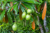 Fresh green mango fruit plant outside in summer 