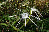 Beautiful spider lily, Hymenocallis littoralis