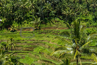 Lush green terraced farmland in Bali
