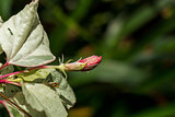 Red hibiscus bud