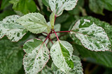 Ornamental variegated leafy shrub