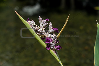 Delicate purple flower