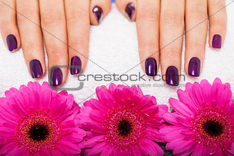 Woman with beautiful manicured purple nails