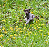puppy playing outside