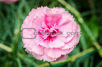 Beautiful pink carnation with green background