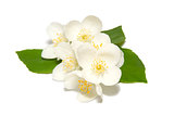 white jasmine flower on a white background