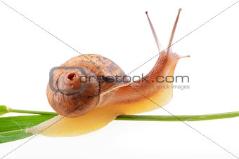 Snail on a green leaf 