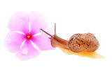 Snail with a purple flower