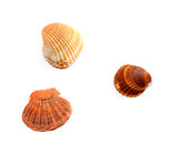Three seashells