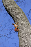 Red squirrels on tree in forest