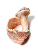Broken rapana shell isolated on white background