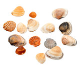 Seashells isolated on white 