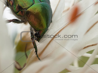 Green bug and lilly flower