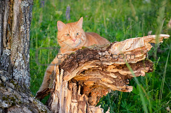 Red cat is sitting on a tree in a forest in summer