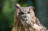 Closeup of european eagle owl