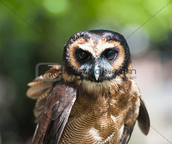 Closeup of brown wood owl