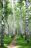 Pathway in the summer birch grove
