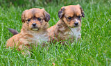 two young puppies