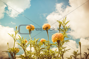 Marigolds or Tagetes erecta flower vintage