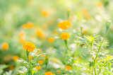 Marigolds or Tagetes erecta flower