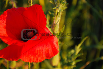 Closeup of a red poppy 