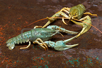 Two live crayfish 