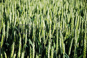 Wheat field closeup