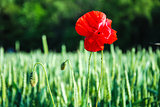 One poppy flower in a grain field