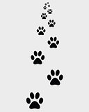 prints of paws